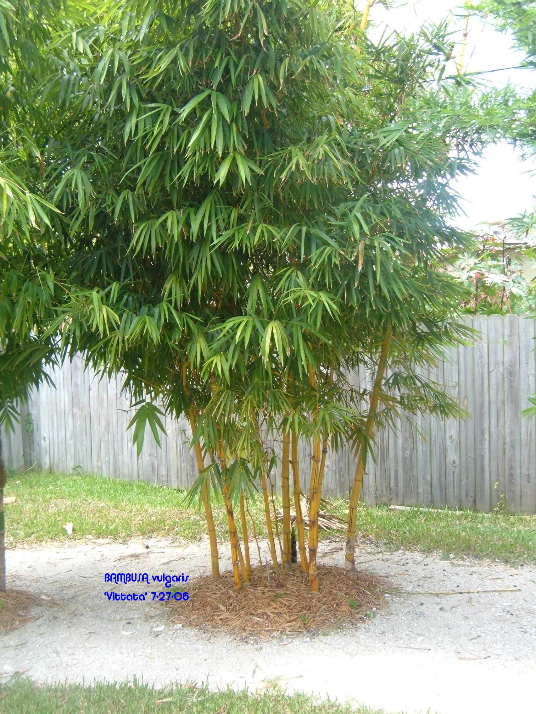 خیزران - معرفی و راهنمای پرورش و نگهداری گیاهان زینتی فضای باز